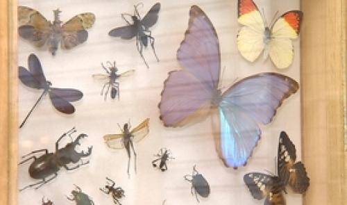 Déguster des insectes à Belle-Ile