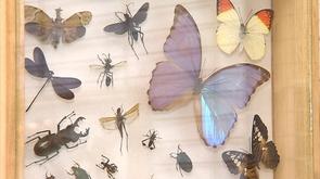 Déguster des insectes à Belle-Ile