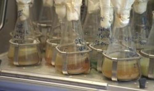 Université : des bactéries pour recycler les métaux