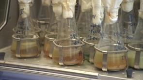 Université : des bactéries pour recycler les métaux