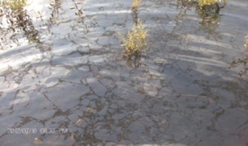 Moxhe : une pollution d'origine agricole ?