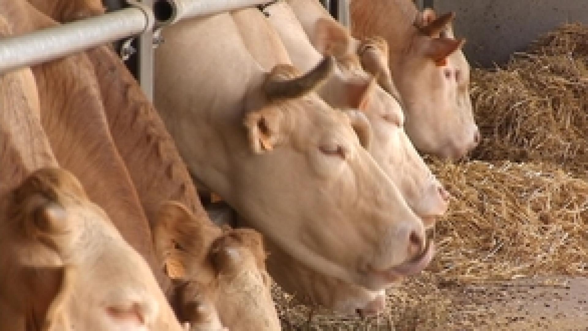 Découverte d'une ferme à Florzé