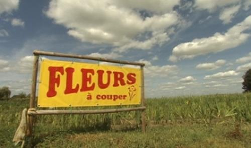 Le succès des champs de fleurs à couper