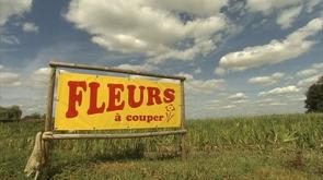 Le succès des champs de fleurs à couper