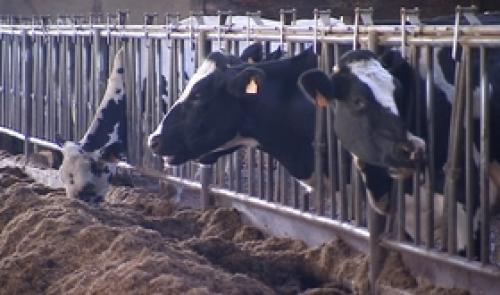 Lait : les producteurs lancent un cri d'alarme