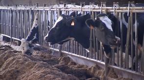 Lait : les producteurs lancent un cri d'alarme