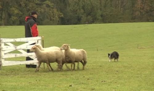 Compétition de chiens de troupeaux à Colonster