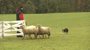 Compétition de chiens de troupeaux à Colonster