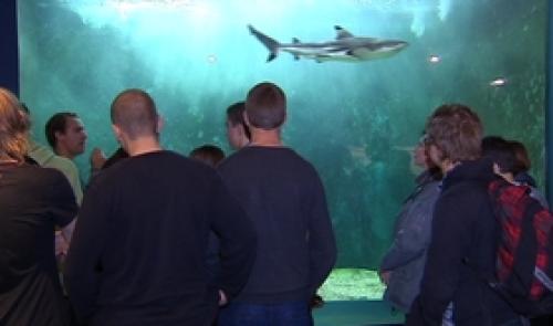 L'Aquarium de l'Université de Liège a 50 ans