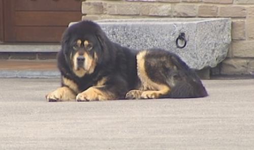 Echevin du bien-être animal, pour quoi faire ?
