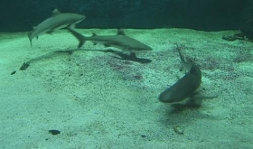 Liège : deux requins sont arrivés à l'Aquarium