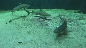 Liège : deux requins sont arrivés à l'Aquarium