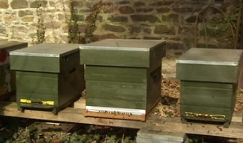 Ruches : les abeilles sont de sortie !