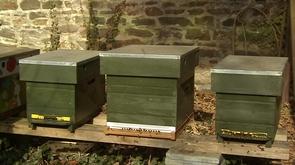 Ruches : les abeilles sont de sortie !