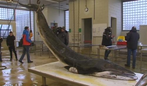 Un rorqual à l'ULG