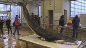 Un rorqual à l'ULG