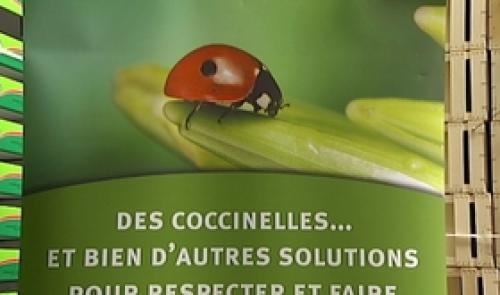 Portes ouvertes dans un élevage de coccinelles