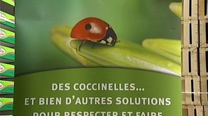 Portes ouvertes dans un élevage de coccinelles