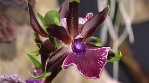 Exposition : des orchidées à Liège