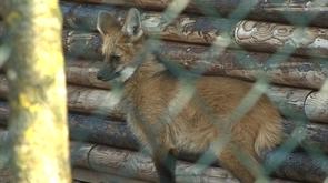 Le Monde Sauvage aussi touché par le froid