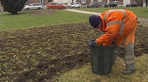 Froid: les plantations de la Ville de Liège souffrent!