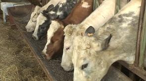 Tuberculose bovine : les principes de précaution d'application