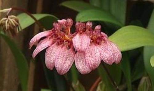 Des orchidées exposées à l'Observatoire du monde des plantes