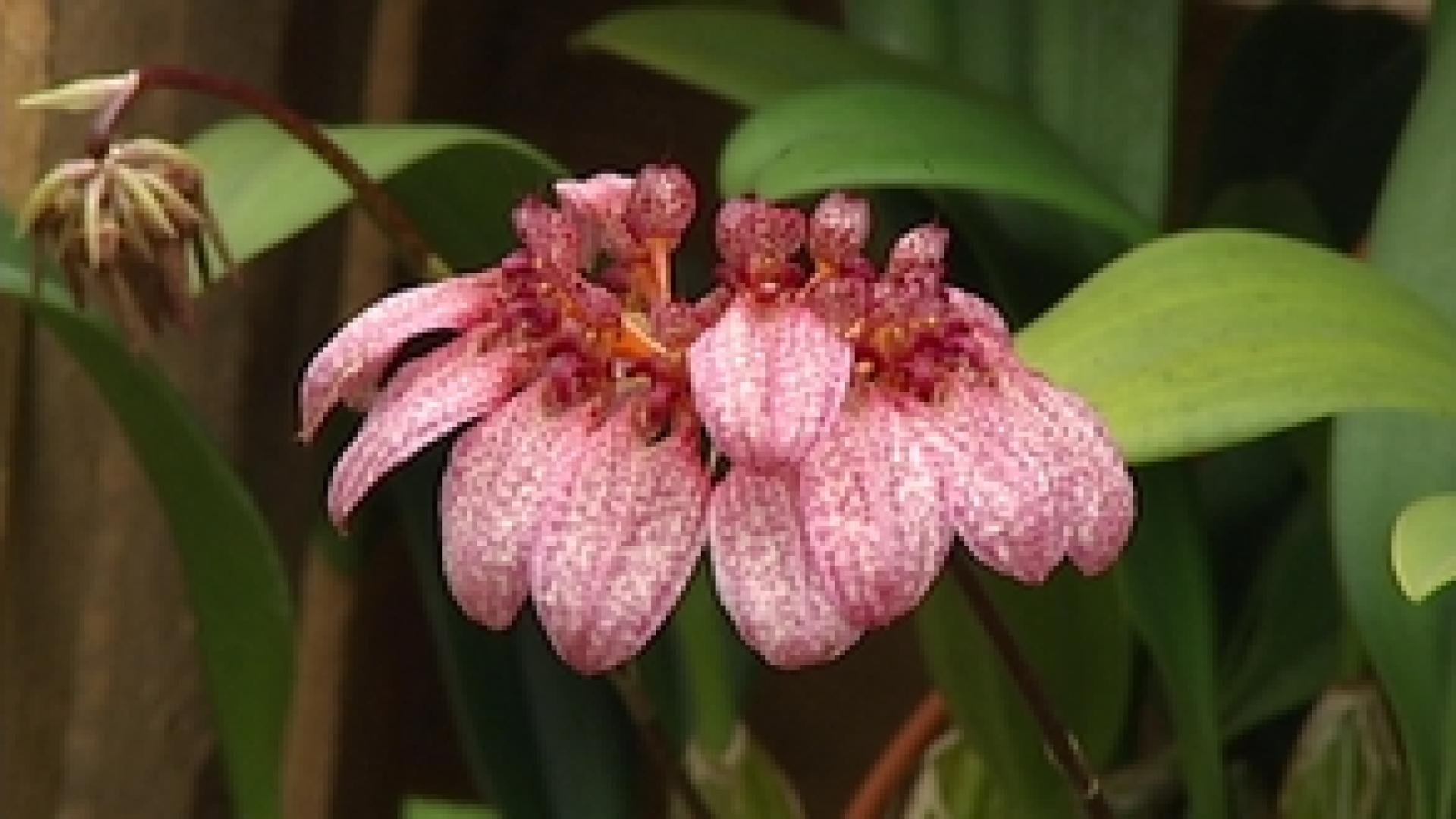 Des orchidées exposées à l'Observatoire du monde des plantes