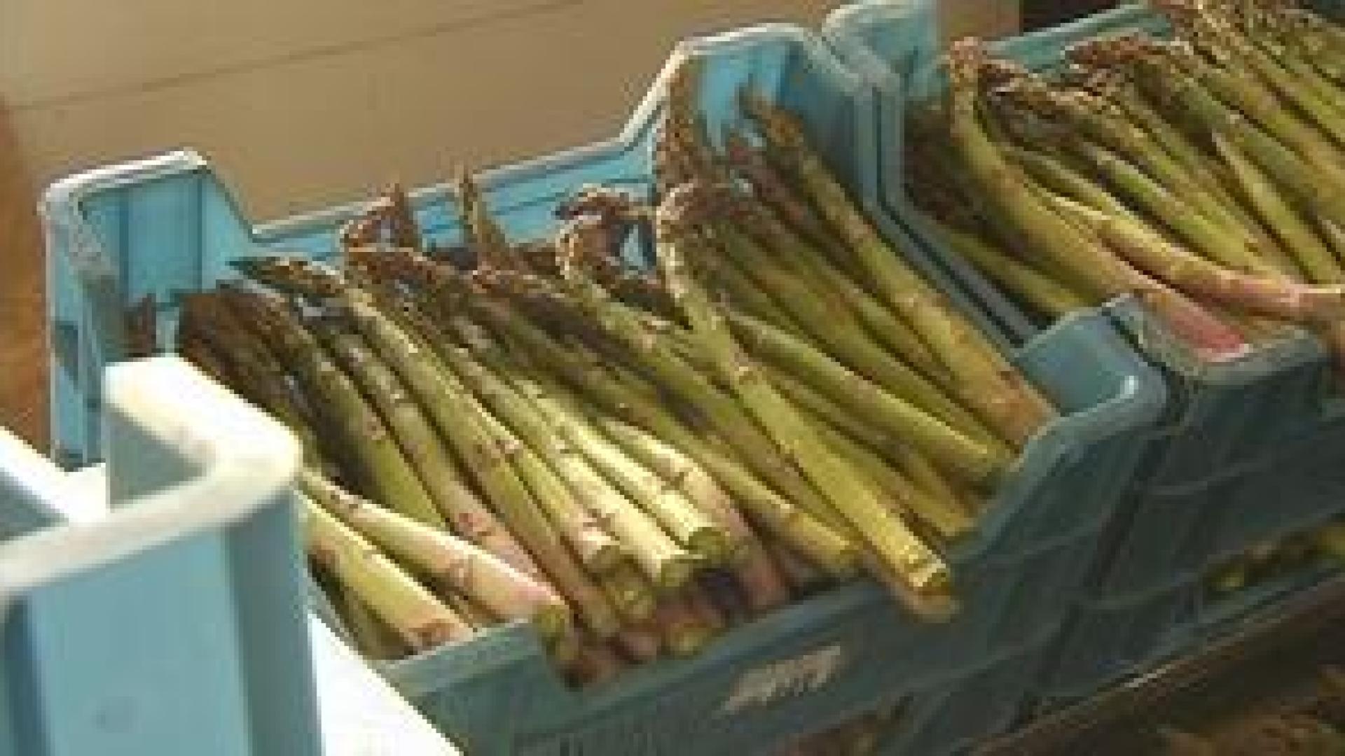 Asperges: début de la récolte