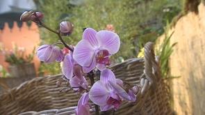 Orchidées : prolongation de l'exposition à la Grand Poste de Liège