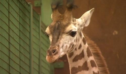 Un girafon, un kangourou nés au Monde Sauvage d'Aywaille