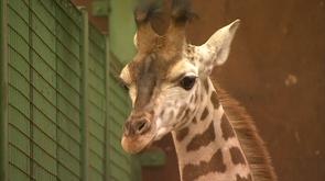 Un girafon, un kangourou nés au Monde Sauvage d'Aywaille