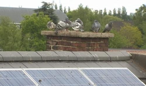 Tecteo s'attaque aux pigeons