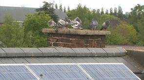 Tecteo s'attaque aux pigeons