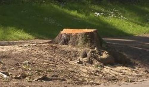 Cointe: six arbres malades abattus par précaution