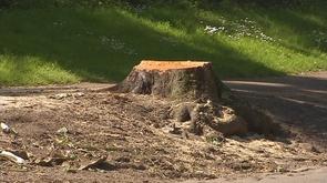 Cointe: six arbres malades abattus par précaution