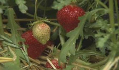 Fraises : moins nombreuses mais de qualité