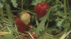 Fraises : moins nombreuses mais de qualité