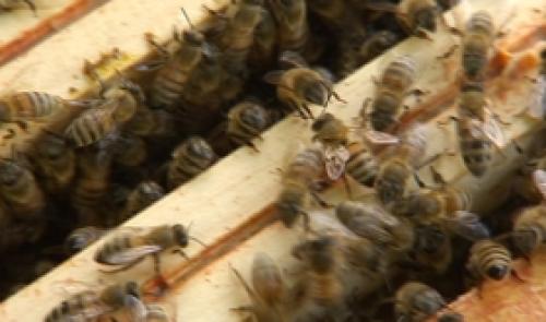 Apicharme : une journée dédiée aux abeilles et à leurs bienfaits