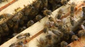 Apicharme : une journée dédiée aux abeilles et à leurs bienfaits