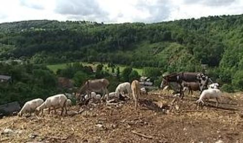 Aywaille : la réserve naturelle des Coteaux de Martinrive