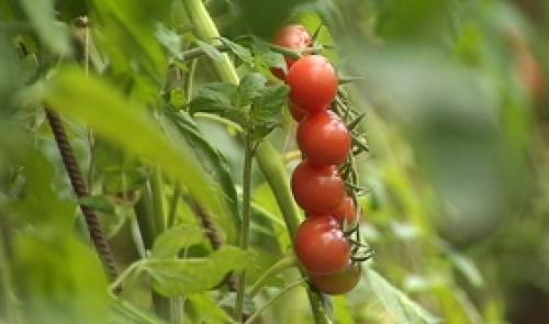 Fourons : fête de la tomate