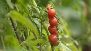 Fourons : fête de la tomate