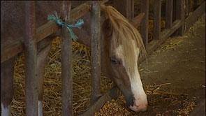 Ils recueillent les animaux maltraités