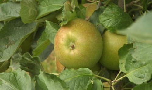 La culture des pommes et des poires aura du retard