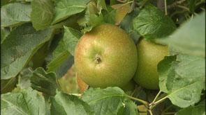 La culture des pommes et des poires aura du retard