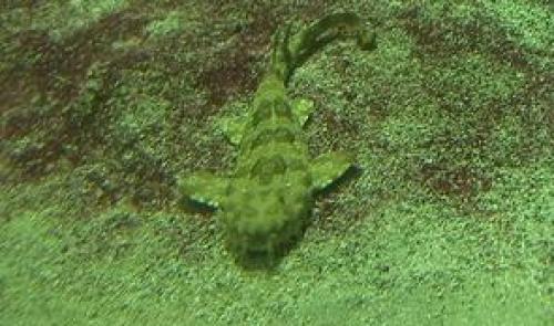 Un requin-tapis en pension à l'Aquarium Dubuisson