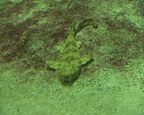 Un requin-tapis en pension à l'Aquarium Dubuisson