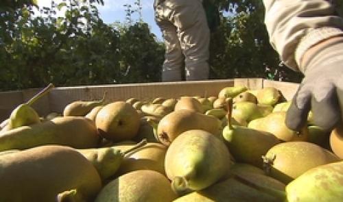Cueillette des pommes et des poires
