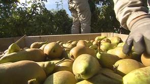 Cueillette des pommes et des poires